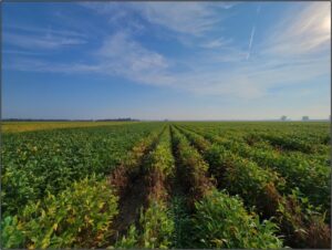 arboles de pistacho en campo soleadoargentina