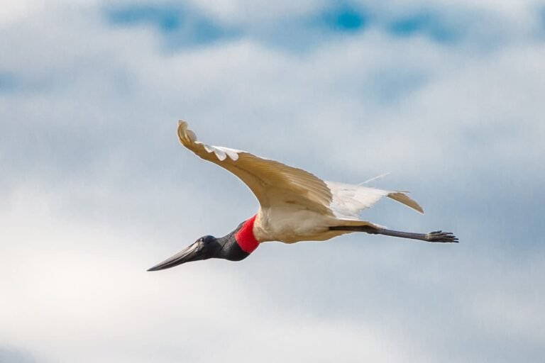 Cuáles Son Las Aves Más Comunes Del Norte Argentino