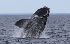ballena nadando cerca de la costa argentina