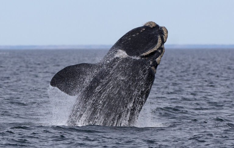 Por qué Aparecieron Ballenas en Necochea y Qué Significa