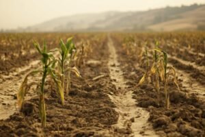 campo agricola seco con plantas marchitas