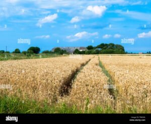 campo cultivado con plantas de trigo maduras