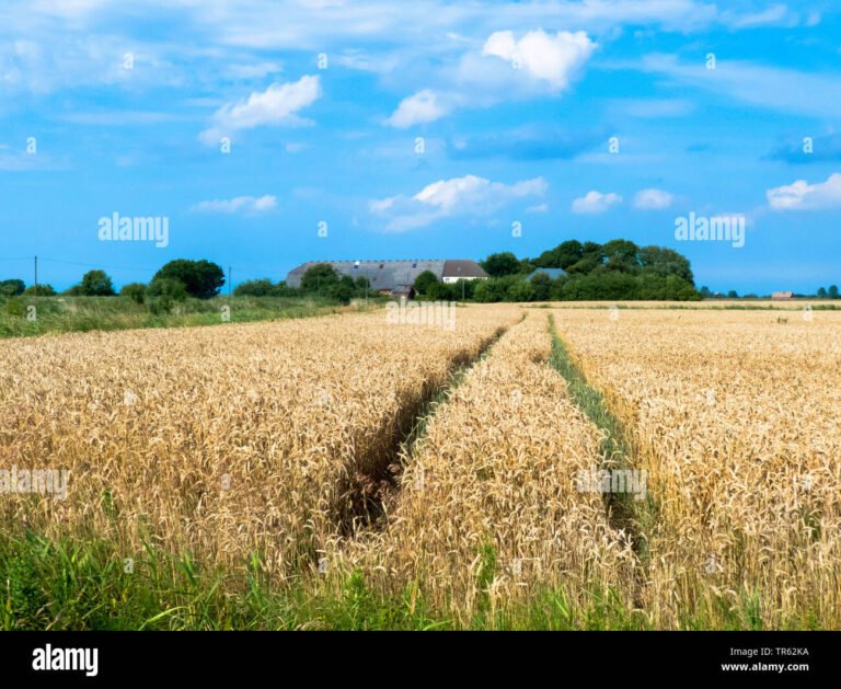 Qué requisitos son necesarios para una tesis en materia agraria