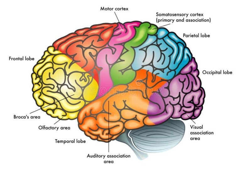 Cuáles son las diferencias entre consciente, preconsciente e inconsciente
