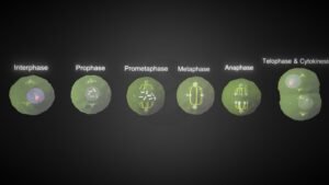 division celular animada en etapas claras