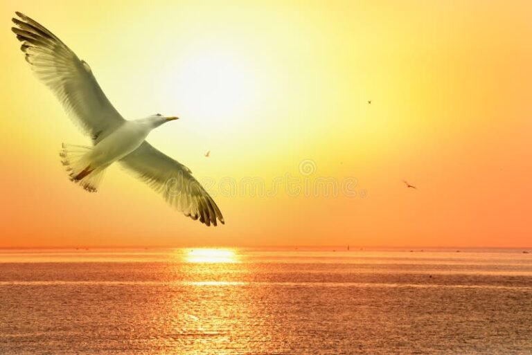 gaviota volando sobre el mar al amanecer