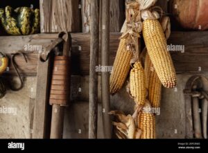 granos de maiz secos en fondo rustico