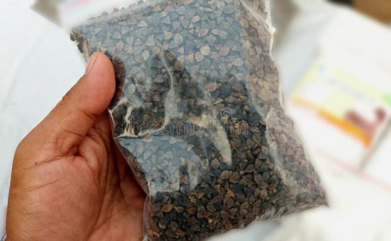 granos de trigo sarraceno natural en mano