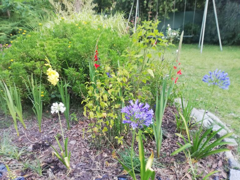 Qué Servicios y Atracciones Ofrece El Jardín Botánico De Buenos Aires 2 jardin botanico buenos aires plantas multiples colores