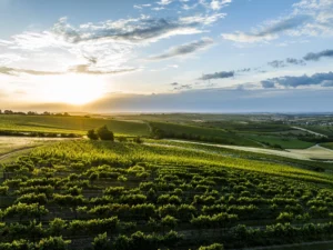 Dónde Encontrar Una Fábrica De Aceite De Oliva En Merlo San Luis 3 olivar maduro al atardecer en merlo