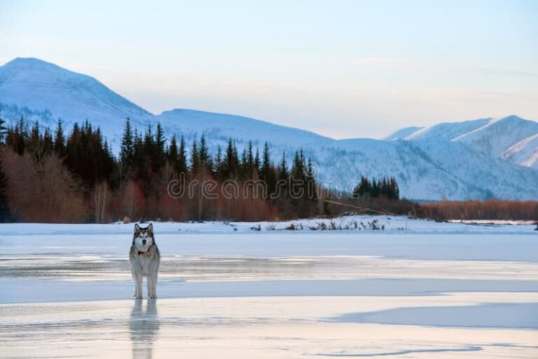 Qué Temas Aborda La Novela Los Ojos Del Perro Siberiano