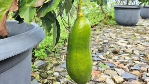 palta madura en maceta verde saludable