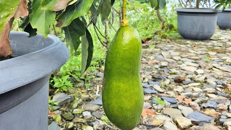 Cómo Cultivar Palta En Maceta De Forma Fácil Y Exitosa 2 palta madura en maceta verde saludable