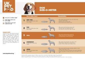 perros de diferentes tamanos comiendo comida saludable