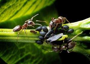 plantas verdes saludables con hormigas cerca
