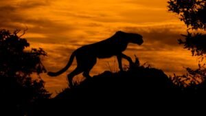 puma en bosque natural al atardecer