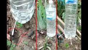 sistema de riego por goteo con botellas recicladas